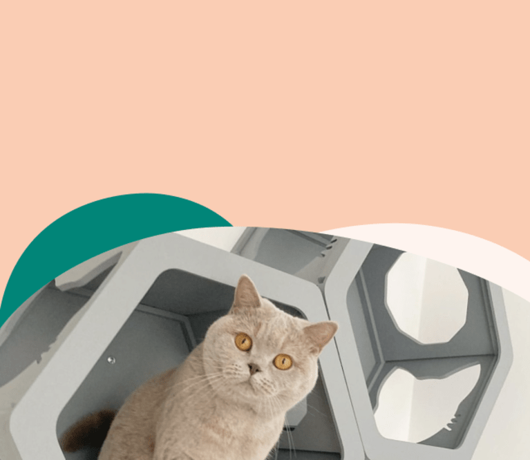 Pet cat accessories top